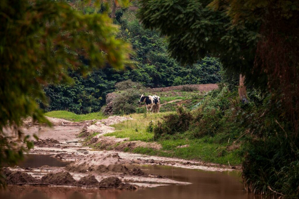 lait de vache : un classique